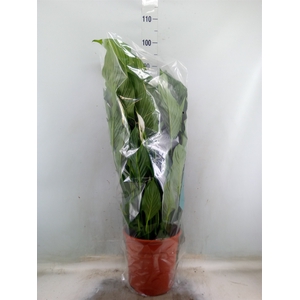Spathiphyllum  'Sweet Lauretta'