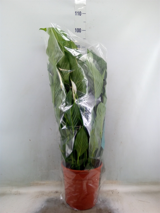 <h4>Spathiphyllum  'Sweet Lauretta'</h4>