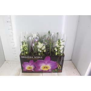 DENDROBIUM P12 PREMIUM