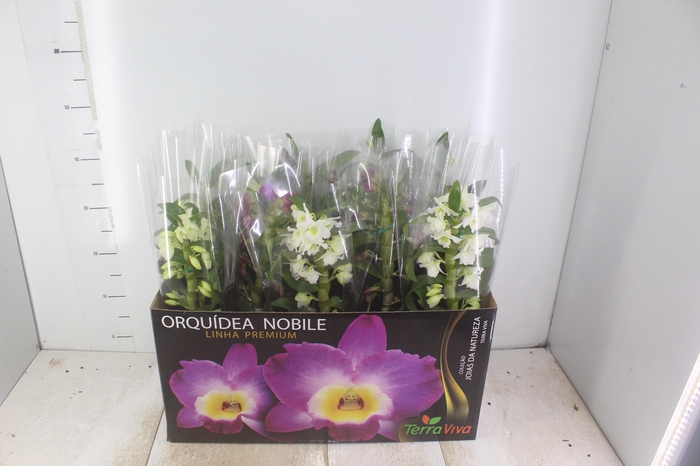 <h4>DENDROBIUM P12 PREMIUM</h4>