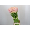 Zantedeschia Eydolls Salmon