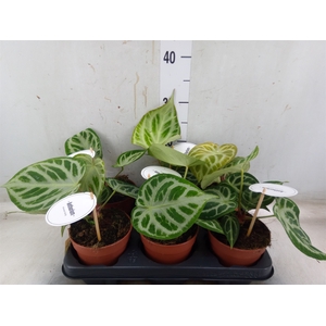 Anthurium   ...
