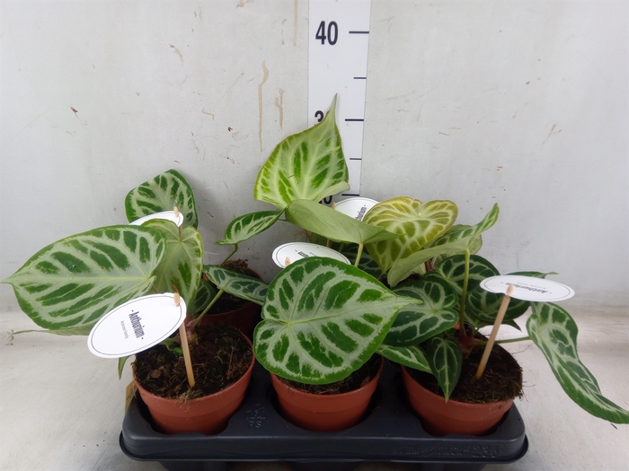 <h4>Anthurium   ...</h4>