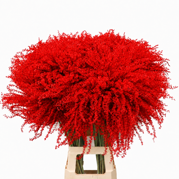 <h4>Dried Stipa Feather Red</h4>