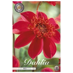 Dahlia Inca x1