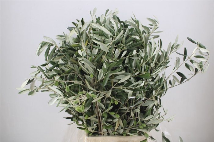 <h4>Olijf 300gr P Bunch</h4>