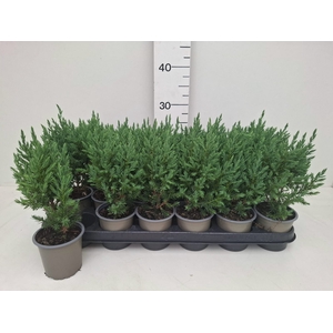 JUNI CH STRICTA