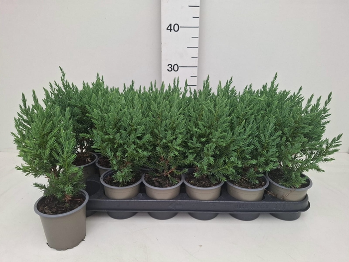 <h4>JUNI CH STRICTA</h4>