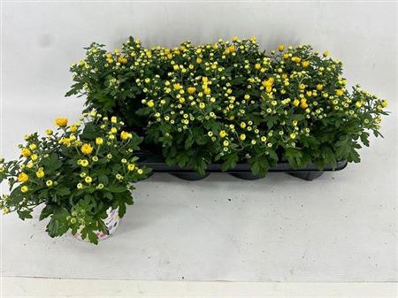 Chry Parad Yellow