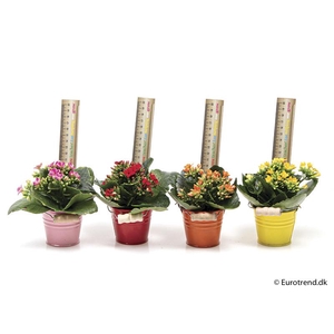 KALANCHOE BLOSSF P6 E 1683