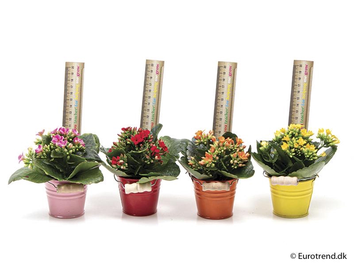 <h4>KALANCHOE BLOSSF P6 E 1683</h4>