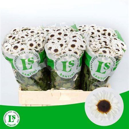 <h4>Chr S Patrese White</h4>