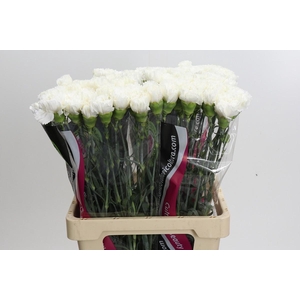 Dianthus St Holly