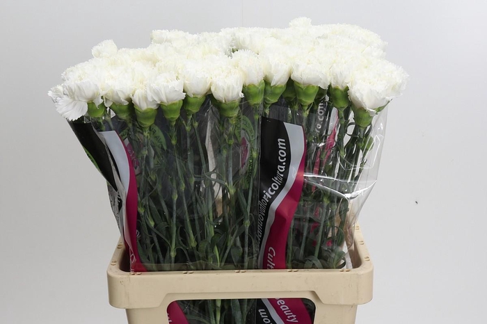 Dianthus St Holly