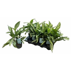 AGLAO SILVER QUEEN C