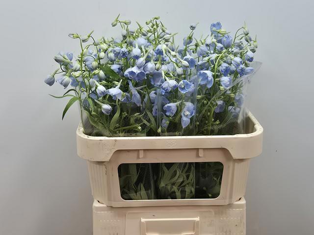 <h4>DELPH EN BALLKLEID</h4>