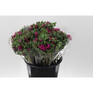 An Galilee Purple 45cm