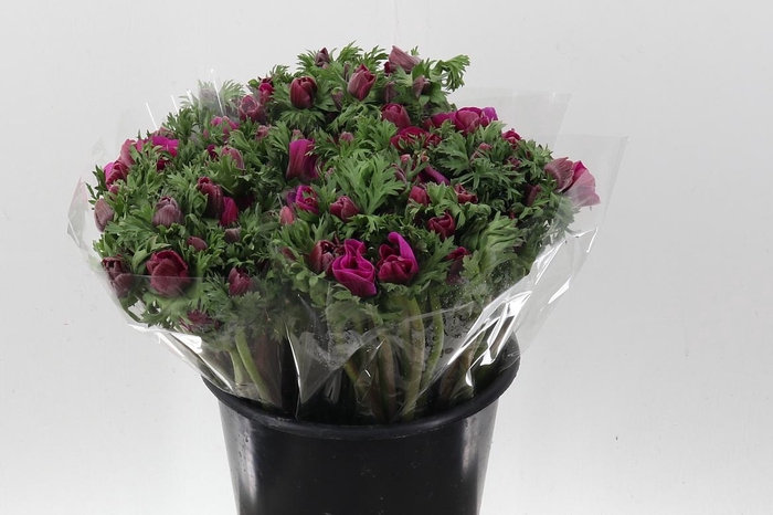 <h4>An Galilee Purple 45cm</h4>