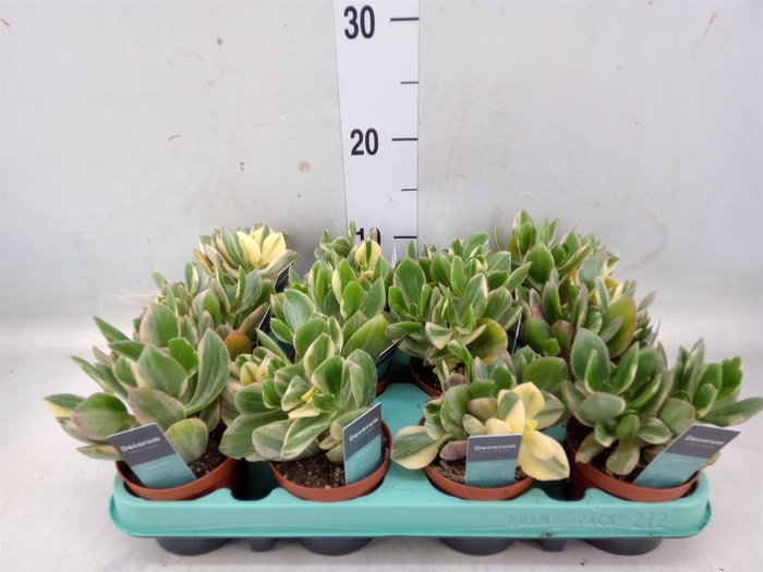 <h4>Crassula ovata 'Variegata'</h4>