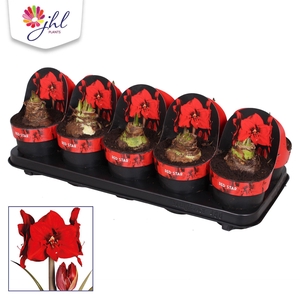 Amaryllis Red Star