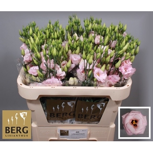 Lisianthus Lisanne light pink