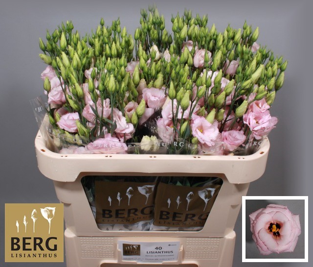 <h4>Lisianthus Lisanne light pink</h4>