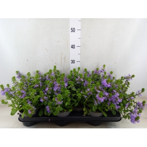 Scaevola aemula 'Blue Touch'