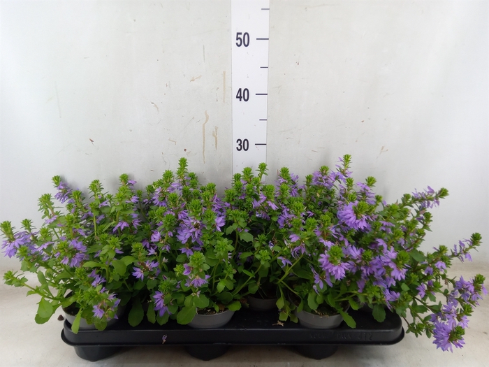 <h4>Scaevola aemula 'Blue Touch'</h4>