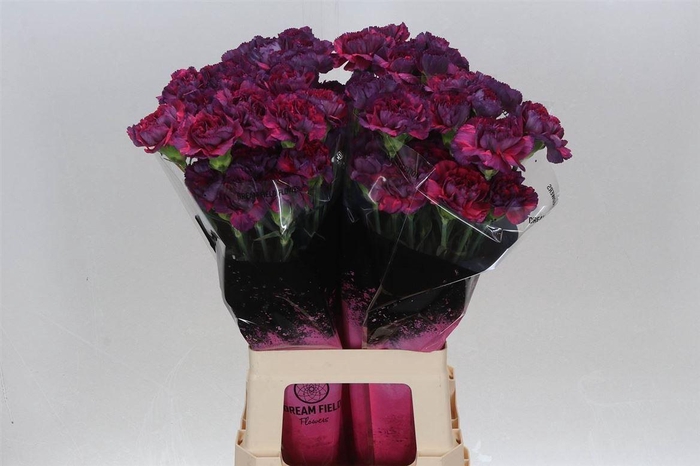 <h4>Anjer Lang Tatis</h4>