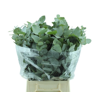 Cinerea Kort