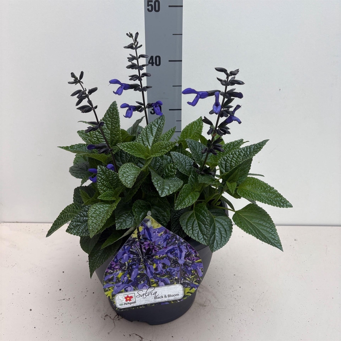 <h4>Salvia  'Black and Bloom'</h4>