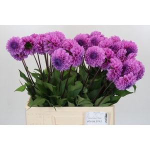 Dahlia Robann Regal