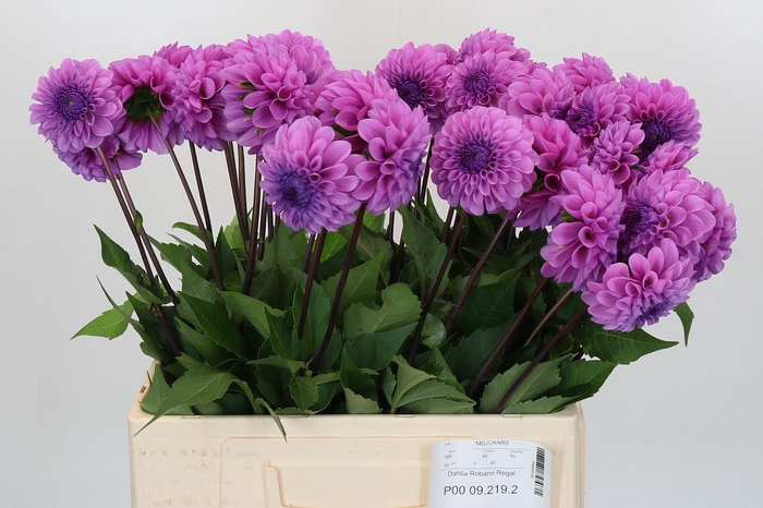 <h4>Dahlia Robann Regal</h4>