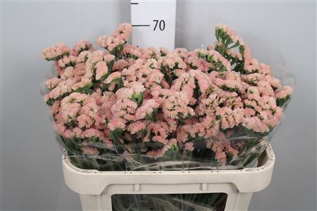 <h4>Lim S Peach Wings</h4>