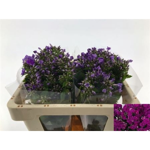Phlox P Crissy