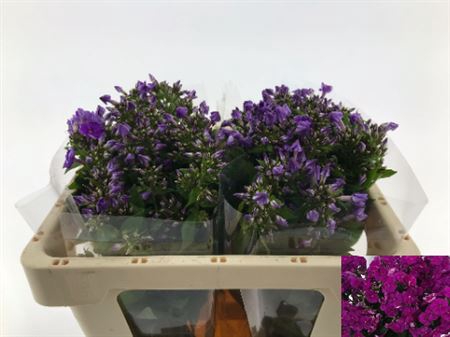 Phlox P Crissy