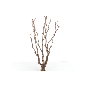 Syringa Branch Super Rheinberger