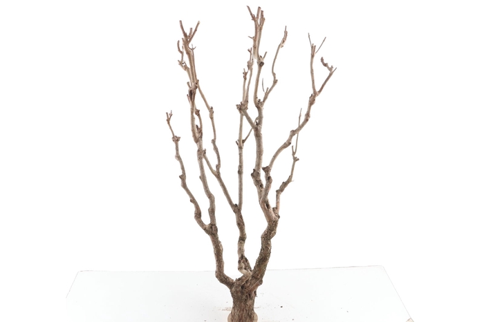 <h4>Syringa Branch Super Rheinberger</h4>