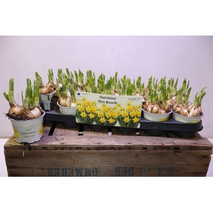 arr8 Narc D Tete Boucle