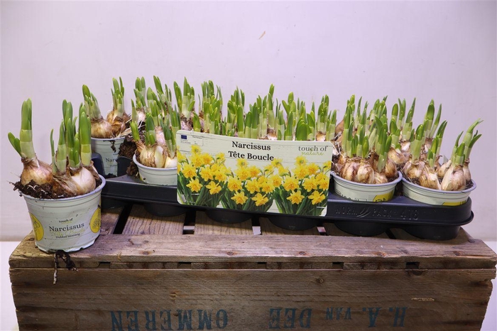 <h4>arr8 Narc D Tete Boucle</h4>