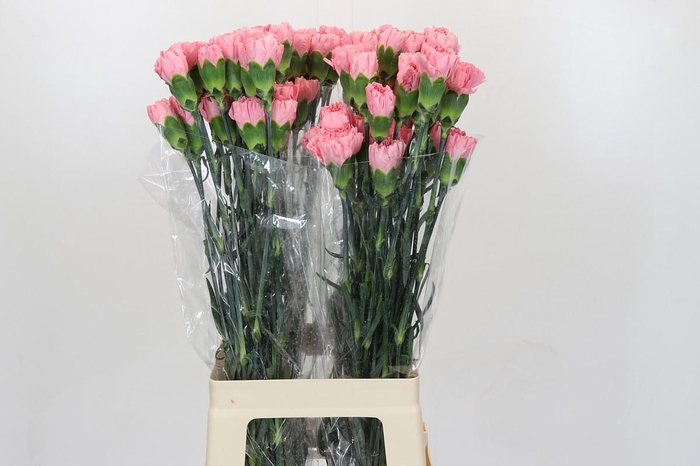 <h4>Dianthus St Verona</h4>