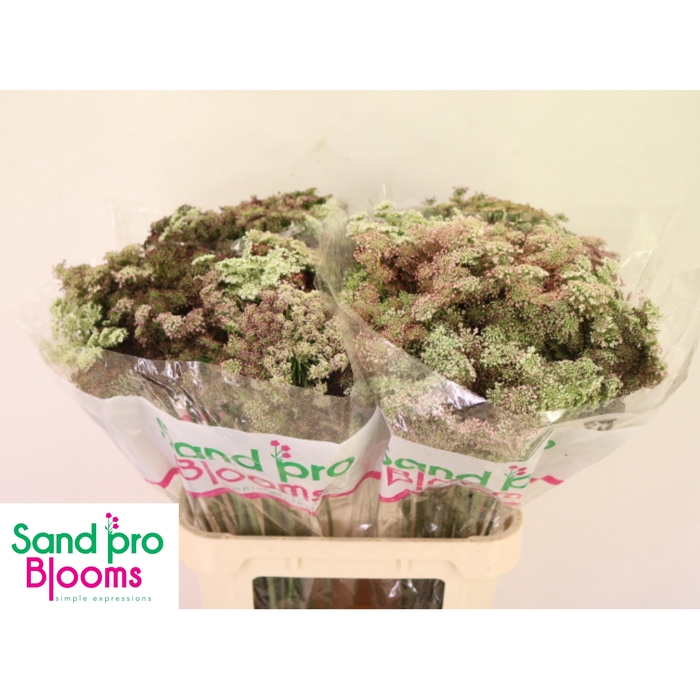 <h4>DAUCUS CAROTA DARA</h4>