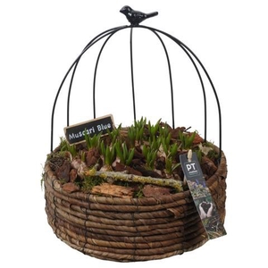 PTMB6242 Arrangement Muscari Blue in metaal mand met touw