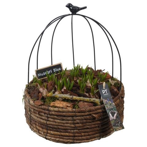 <h4>PTMB6242 Arrangement Muscari Blue in metaal mand met touw</h4>
