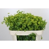 Bupleurum Griffithii