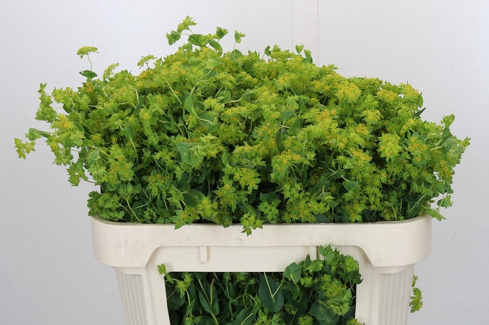 Bupleurum Griffithii