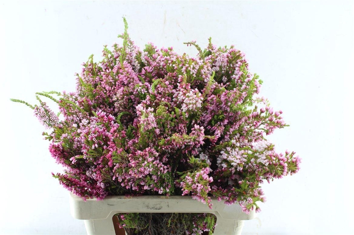 <h4>Kaaps Erica Baccans</h4>