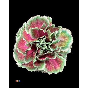 Dianthus St Happy Cherries