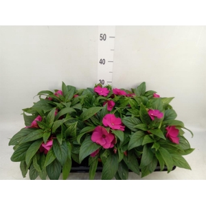 Impatiens NG 'ColPow Purple Blue'