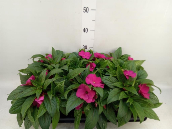 <h4>Impatiens NG 'ColPow Purple Blue'</h4>